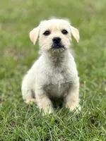 Max, a male French Bulldog and Belgian Shepherd Dog for sale in Inman, SC – Photo 5 of 7