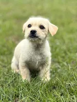 Max, a male French Bulldog and Belgian Shepherd Dog for sale in Inman, SC – Photo 3 of 7