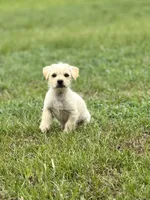 Max, a male French Bulldog and Belgian Shepherd Dog for sale in Inman, SC – Photo 6 of 7