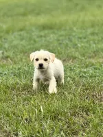 Max, a male French Bulldog and Belgian Shepherd Dog for sale in Inman, SC – Photo 7 of 7