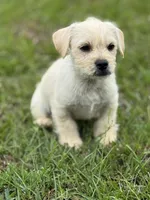 Max, a male French Bulldog and Belgian Shepherd Dog for sale in Inman, SC – Photo 1 of 7