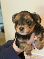 Nick, a male Morkie for sale in Inman, SC – 5 of 7
