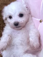 Lucy , a female Maltese for sale in Inman, SC – 3 of 9