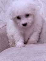 Nick, a male Maltese for sale in Inman, SC – 4 of 8