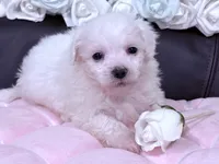 Rosie , a female Maltese for sale in Inman, SC – 2 of 10