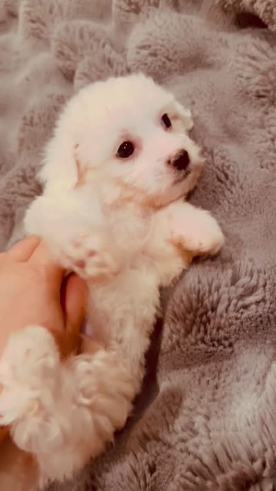 Nick, a male Maltese for sale in Inman, SC – 8 of 8