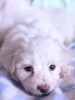 processed/ea854b84-7c30-403d-a5d4-ad207a6381e9/listing/72947df7-b6e9-4023-8546-8f60fd3b1621/33cf6d78-b67f-4312-b670-20cd5e240984