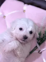 Lucy , a female Maltese for sale in Inman, SC – 8 of 9