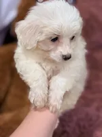 Max, a male Maltese for sale in Inman, SC – Photo 3 of 3