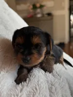 Monica , a female Yorkshire Terrier for sale in Inman, SC – Photo 5 of 6