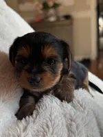 Monica , a female Yorkshire Terrier for sale in Inman, SC – Photo 4 of 6