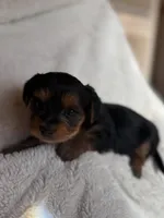 Monica , a female Yorkshire Terrier for sale in Inman, SC – Photo 3 of 6