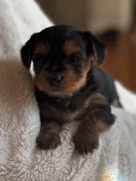 Monica , a female Yorkshire Terrier for sale in Inman, SC – Photo 1 of 6