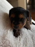 Monica , a female Yorkshire Terrier for sale in Inman, SC – Photo 2 of 6