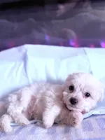 processed/ea854b84-7c30-403d-a5d4-ad207a6381e9/listing/7df9c31b-2d57-4126-9c81-3331f0b601e1/7880af84-7ebd-47b5-913b-7f78534cd6fb