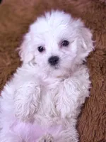 Monica, a female Maltese for sale in Inman, SC – Photo 3 of 8