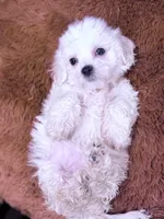 Monica, a female Maltese for sale in Inman, SC – Photo 2 of 8
