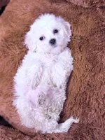 Monica, a female Maltese for sale in Inman, SC – Photo 8 of 8