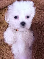 Monica, a female Maltese for sale in Inman, SC – Photo 6 of 8
