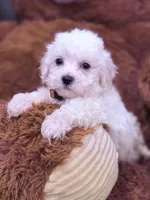 Monica, a female Maltese for sale in Inman, SC – Photo 1 of 8