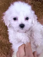 Monica, a female Maltese for sale in Inman, SC – Photo 5 of 8