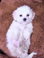 Monica, a female Maltese for sale in Inman, SC – Photo 7 of 8