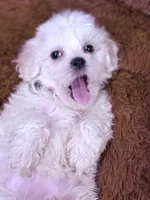 Monica, a female Maltese for sale in Inman, SC – Photo 4 of 8