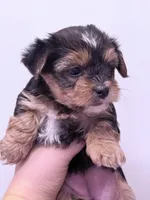 Monica, a female Yorkshire Terrier for sale in Inman, SC – 5 of 6