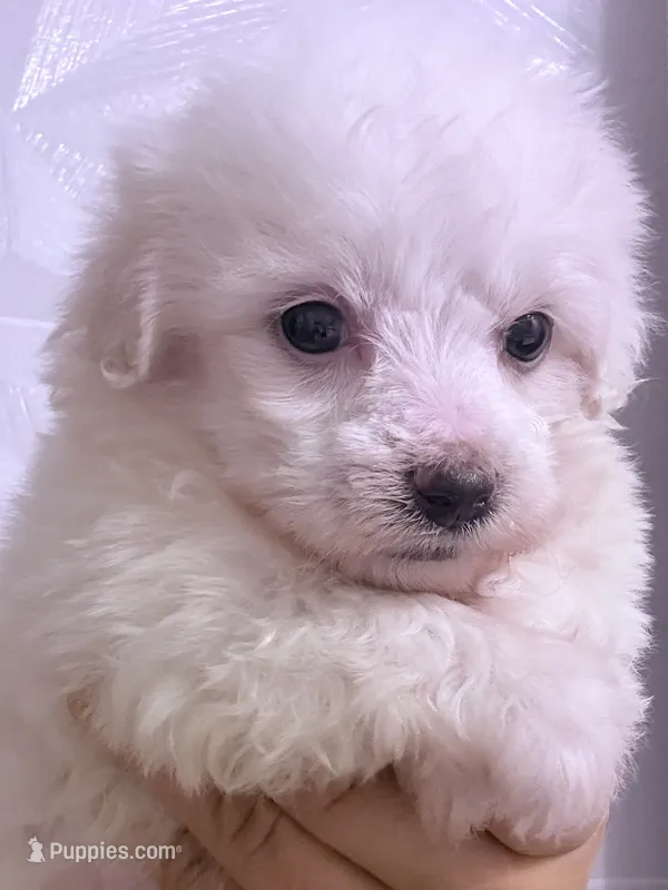 Grace – Maltese puppy for sale in Inman, SC