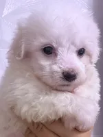 Grace, a female Maltese for sale in Inman, SC – 1 of 10