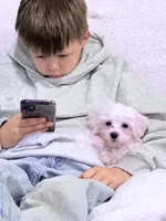 Leo, a male Maltese for sale in Inman, SC – 3 of 7