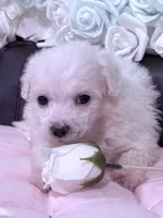 Rosie , a female Maltese for sale in Inman, SC – 6 of 10
