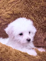 Nick, a male Maltese for sale in Inman, SC – Photo 5 of 5