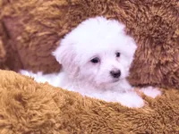 Nick, a male Maltese for sale in Inman, SC – Photo 4 of 5