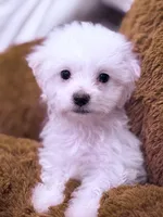 Nick, a male Maltese for sale in Inman, SC – Photo 2 of 5