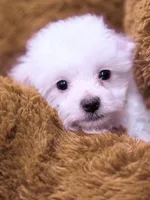 Nick, a male Maltese for sale in Inman, SC – Photo 1 of 5