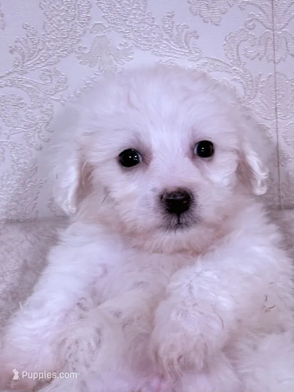 Nick – Maltese puppy for sale in Inman, SC