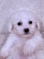 Nick, a male Maltese for sale in Inman, SC – 1 of 8