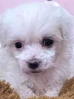 Mary, a female Maltese for sale in Inman, SC – 4 of 8