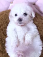 Grace, a female Maltese for sale in Inman, SC – 9 of 10