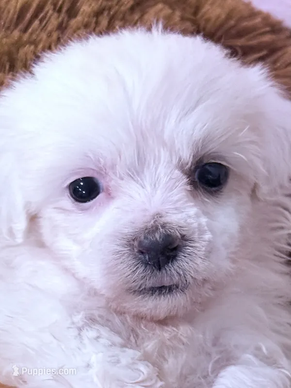 Mary – Maltese puppy for sale in Inman, SC