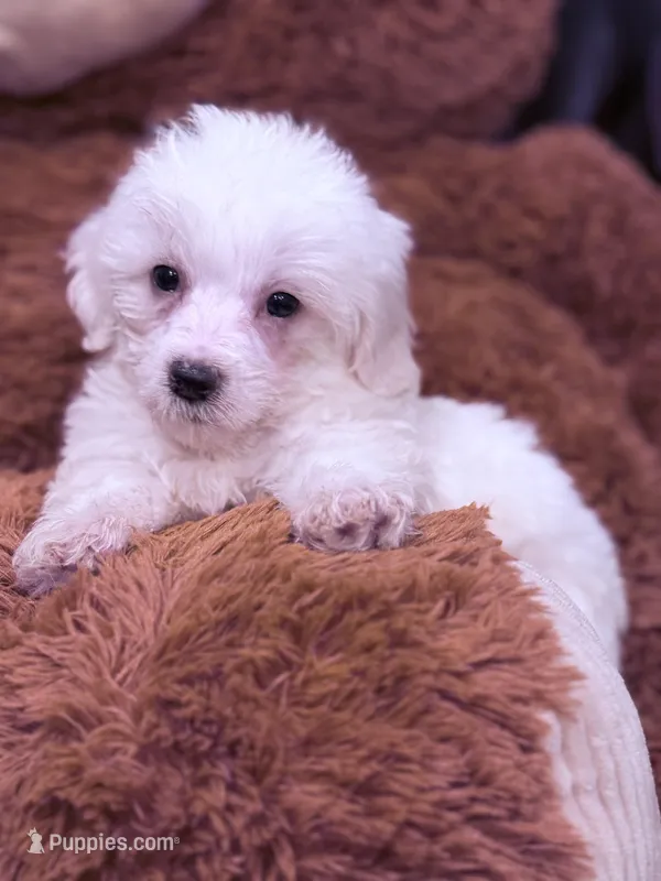 Nick – Maltese puppy for sale in Inman, SC