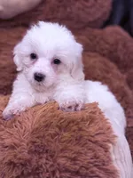 Nick, a male Maltese for sale in Inman, SC – Photo 1 of 3