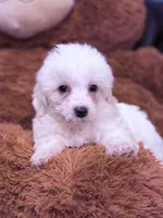 Nick, a male Maltese for sale in Inman, SC – Photo 2 of 3