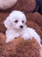Nick, a male Maltese for sale in Inman, SC – Photo 3 of 3