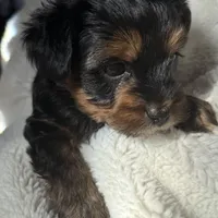 Alex, a male Yorkshire Terrier for sale in Inman, SC – Photo 8 of 9