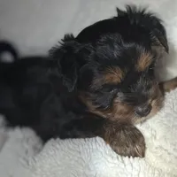 Alex, a male Yorkshire Terrier for sale in Inman, SC – Photo 2 of 9