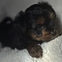 Alex, a male Yorkshire Terrier for sale in Inman, SC – Photo 1 of 9