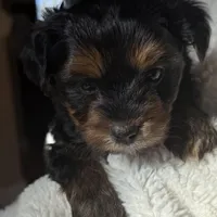 Alex, a male Yorkshire Terrier for sale in Inman, SC – Photo 5 of 9