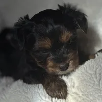 Alex, a male Yorkshire Terrier for sale in Inman, SC – Photo 3 of 9